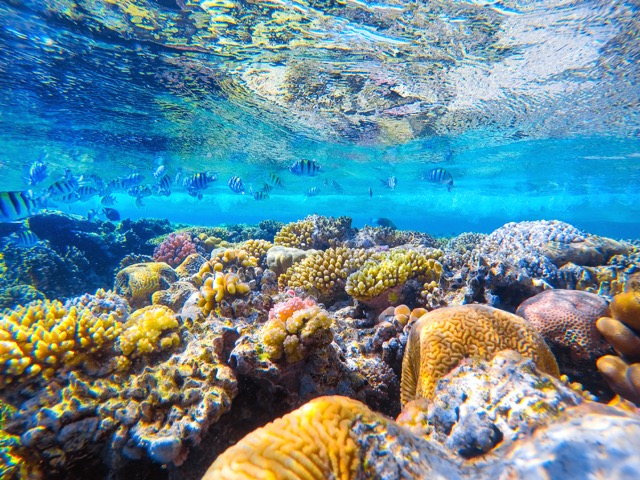 Why August Is a Diver’s Dream in Bonaire